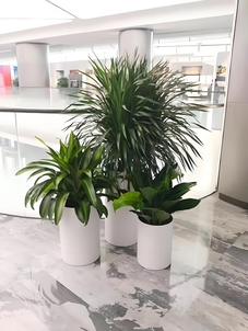 宁波余姚专业植物出租，给你优质绿色体验